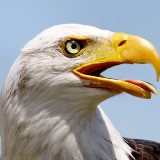 Sessione di Coaching | junior Coach PCC | via Zoom